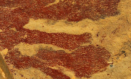 Falospongia ramosa is a species of #sponge made up of radiating fronds known from Middle #Cambrian Burgess Shale. I don’t see many early sponges depicted in #paleoart, maybe people think they’re boring? But I think they’re cool!

#sciart #paleoentology