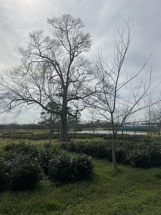 GreatMSTea's tweet image. 💥FLASHBACK WEEK 💥We are strolling down memory lane this week. The left photo is Oct of 2014 - The large Oak sits with bare cow pasture land below it for the last time. The right photo is February 27, 2024. What a difference 10 years make!
#FlashbackWeek #TeaFarm #USA