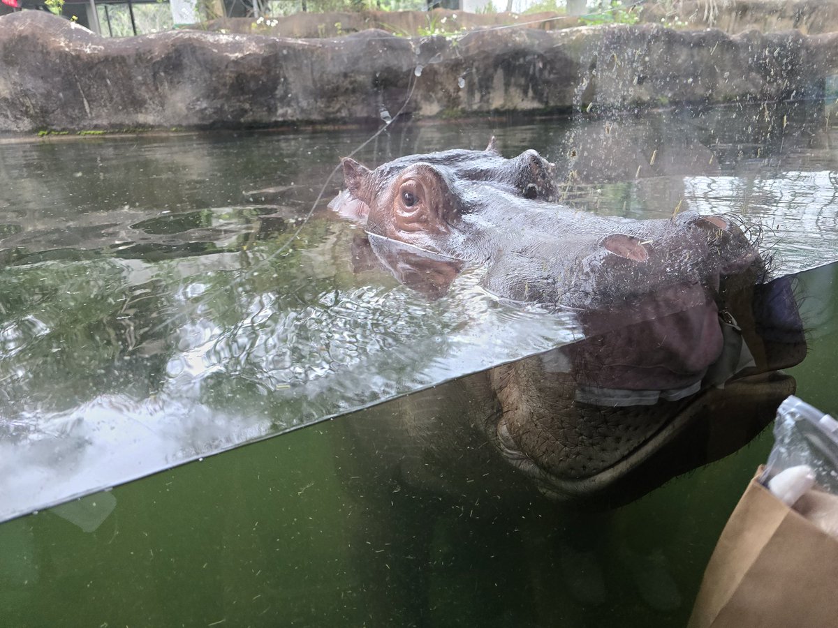 하마 처음 봄 
#일상트 #대만