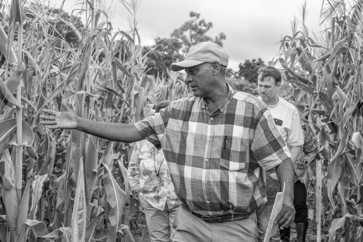 TheRealSekeleti's tweet photo. Some of my favourite pictures from the @CIMMYT Sustainable Agrifood Systems Program Director's visit. I took these when we were at ZAMSEED's Demo Fields along Ngwerere road Lusaka. @Sieg_SAS @HambuloN @BrianMpande https://t.co/2p58r7HfWl