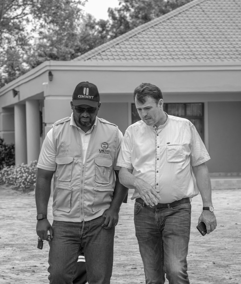 TheRealSekeleti's tweet photo. Some of my favourite pictures from the @CIMMYT Sustainable Agrifood Systems Program Director's visit. I took these when we were at ZAMSEED's Demo Fields along Ngwerere road Lusaka. @Sieg_SAS @HambuloN @BrianMpande https://t.co/2p58r7HfWl