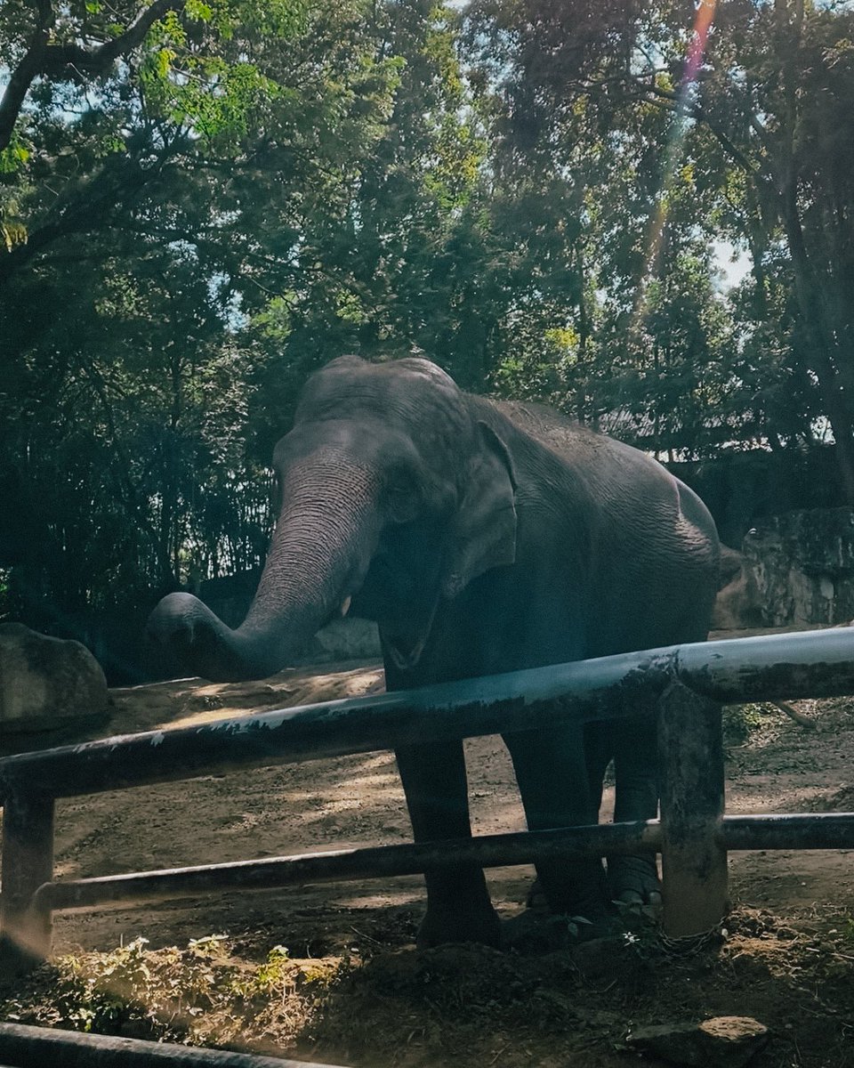 Animal Archieves in Thailand 🇹🇭