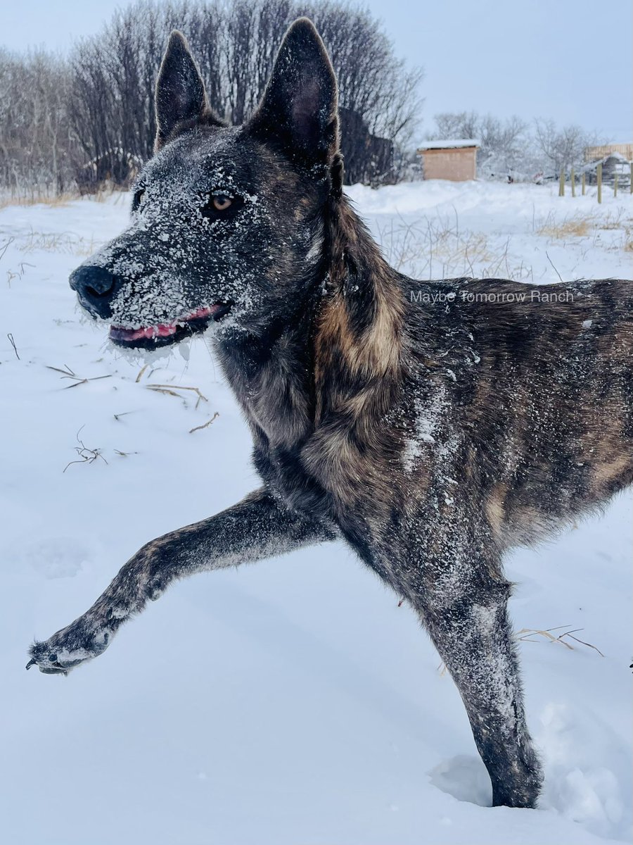 mthranch's tweet photo. Malinois it’s French for ruuuuuun.
#maybetomorrowranch #Alberta #albertafarm #belgianmalinois #belgianshepherd #farmdog #ranchdog #farmlife #albertadogs https://t.co/ySigDWC2Lk