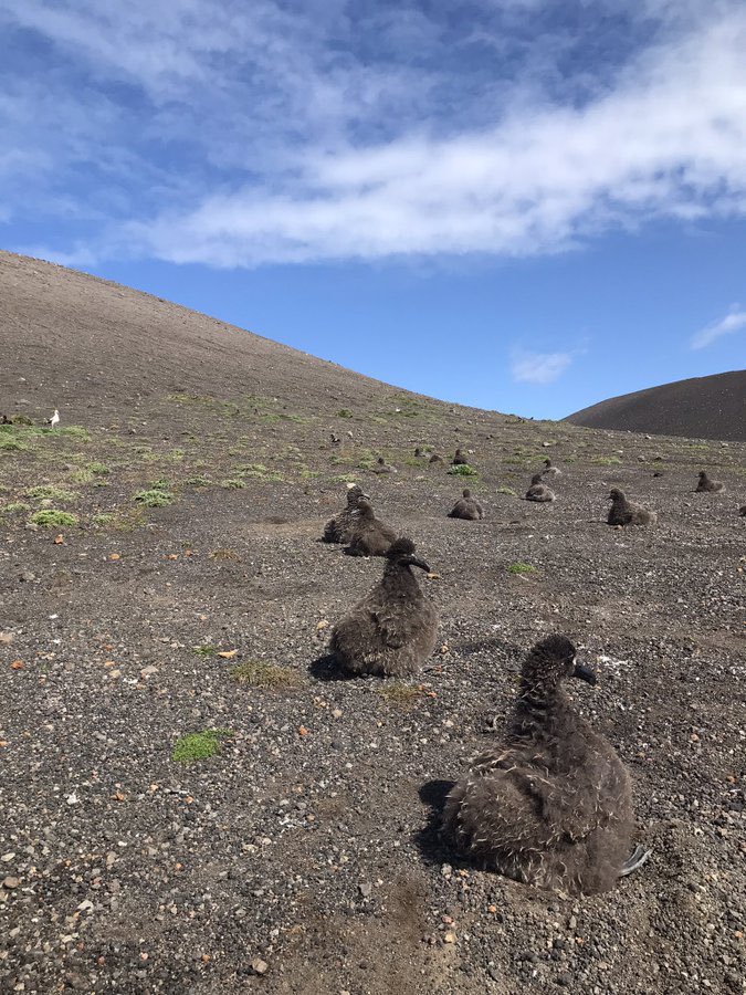 yamashina_inst's tweet photo. (28 Feb.) The condition is good for observation here in #Torishima. Movie was shot in colony on Hatsunezaki slope. Short-tailed and Black-footed Albatrosses are flying endlessly. Still photo was taken in colony on Komochiyama, where many chicks are growing. #STAL #BFAL https://t.co/x8JVoeJ3It