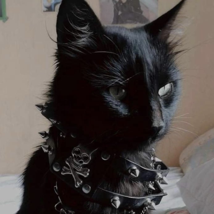 ttyscars's tweet image. #studytwt | #studytwtbr | #booktwt | Ⓐ

— 06, 3ºEM (mat&amp;amp;cnt)  
— foco: física bach ou médica (USP/UNICAMP) 
— objetivo: motivação e organização 
— ♡: livros clássicos, música, gatos, arte… 

♡/↺ = moots!