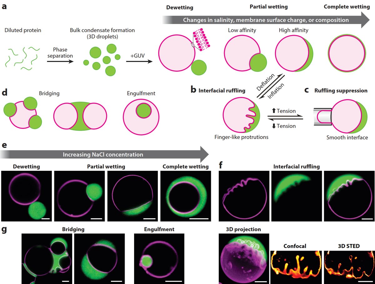 Biomolecular #condensates interact with membranes in intricate ways. Here is a review in <a href="/AnnualReviews/">Annual Reviews</a> 
coauthored by <a href="/agumangia/">Agustín Mangiarotti</a>, where we discuss lipid-anchored and non-anchored condensates. <a href="/MpiciPotsdam/">Max Planck Institute of Colloids and Interfaces</a> @PotsdamScience
bit.ly/4bRb2Rn