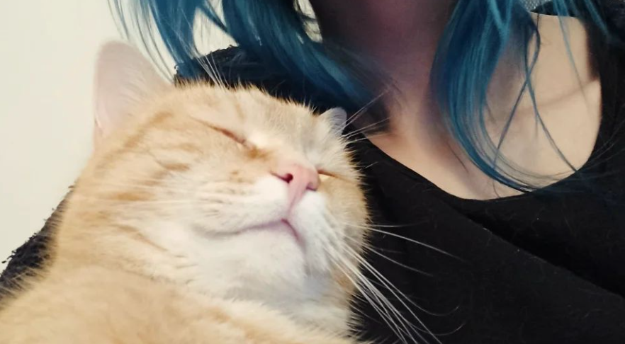 SpaceGoatOne's tweet photo. Gemütliches Nachmittagsnickerchen 🧡
Ab 18:00 Uhr wieder im Livestream 😉
https://t.co/gqQN19pLKq

#chill #cat #streamcats #twitch #cute https://t.co/8XGhkVcz5e