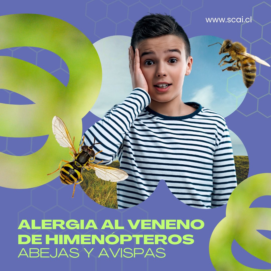 ¡Conoce más sobre la alergia al veneno de himenópteros (abejas y avispas)! Descubre cómo reconocer picaduras, reacciones locales y sistémicas, y cómo manejarlas inmediatamente 🐝 Más info en instagram.com/p/C30Iracu5Gp/… #Alergias #SCAI #chile