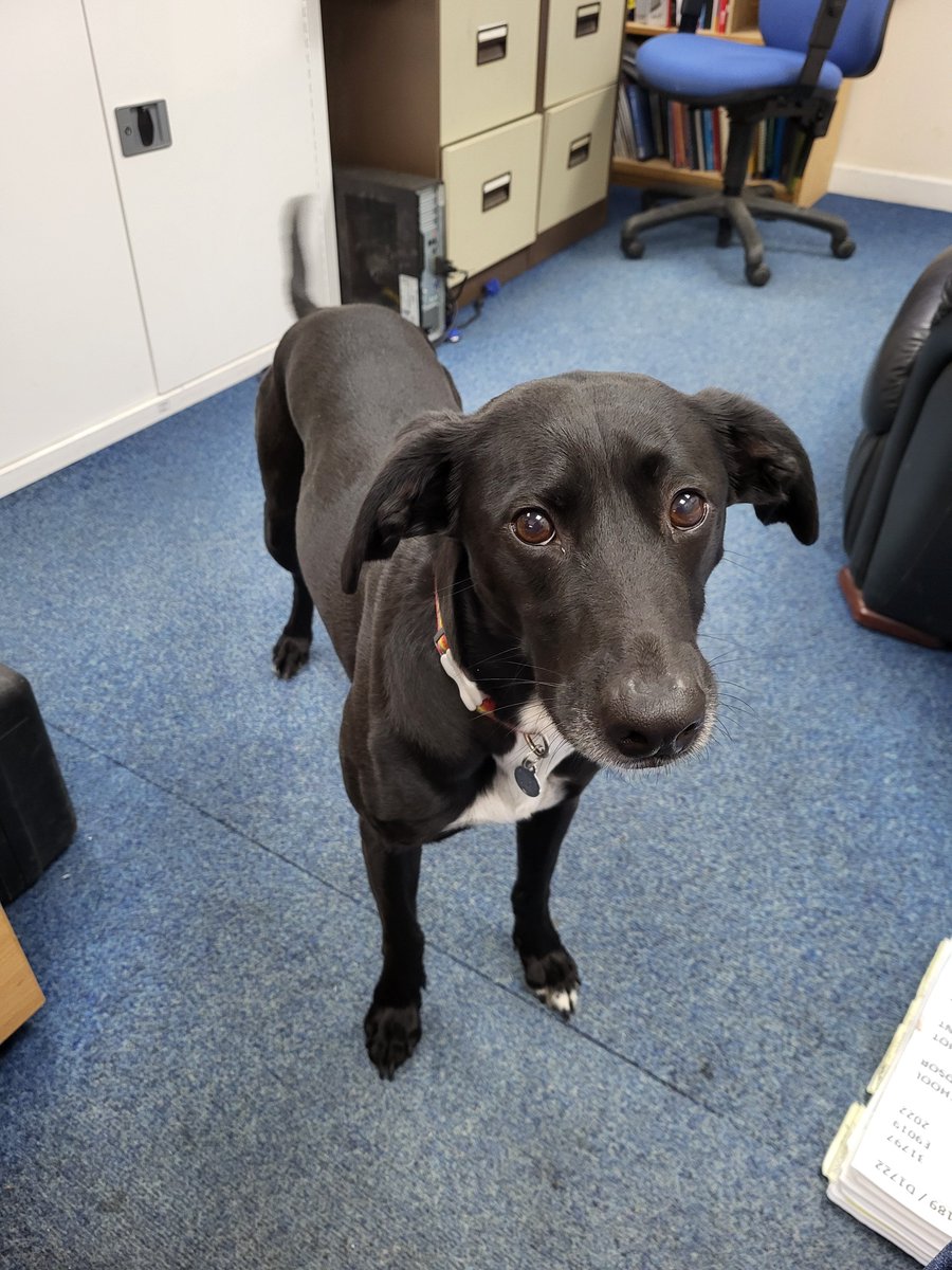 We've had Cooper with us at office today 😁 🐕‍🦺 #dogsatwork #bringyourdogtowork