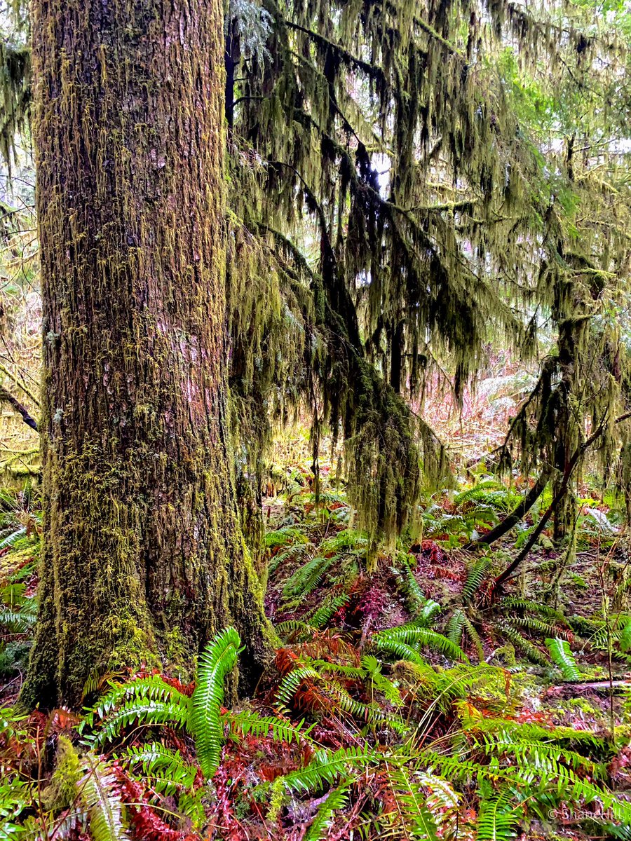 Just a few photos I’ve taken while out on trail in Oregon 💚🥾. #pnw #pnwlifestyle #nikon #nikonz7ii #hiking #NaturePhotograhpy #landscapephotography #oregonexplored #hikemore #backpacking #moss #trees #creek #mckenzieriver #Forest_needs_actual_foresters #sistersforest #USMCVet