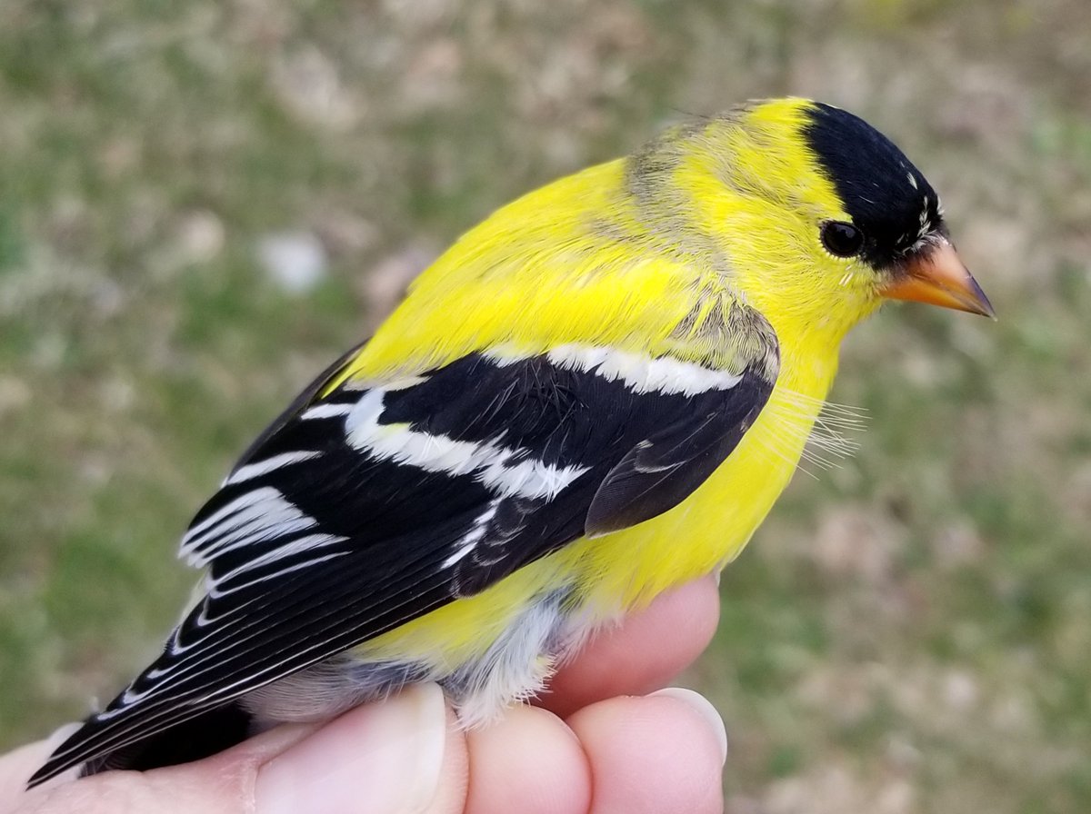 McGill Media Relations (@mcgillumedia) on Twitter photo A model for the evolution of intelligence: <a href="/mcgillu/">McGill University</a> study finds ability to solve food puzzles is the only predictor of innovation, brain size in wild birds 🧠🐦⬛mcgill.ca/x/Ut3
<a href="/McGillScience/">McGill Science</a> <a href="/NikAudet/">Jean-Nicolas Audet</a> A model for the evolution of intelligence: <a href="/mcgillu/">McGill University</a> study finds ability to solve food puzzles is the only predictor of innovation, brain size in wild birds 🧠🐦⬛mcgill.ca/x/Ut3
<a href="/McGillScience/">McGill Science</a> <a href="/NikAudet/">Jean-Nicolas Audet</a>