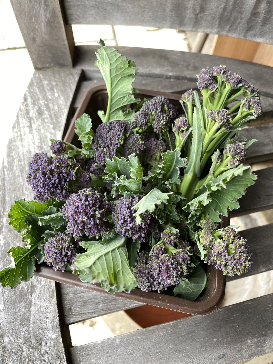 sharongoddard's tweet image. Every year i agonise about whether i can be bothered to plant #sprouting  #broccoli as such a faff .,, and then this @BBCGQT @FlowerdewBob