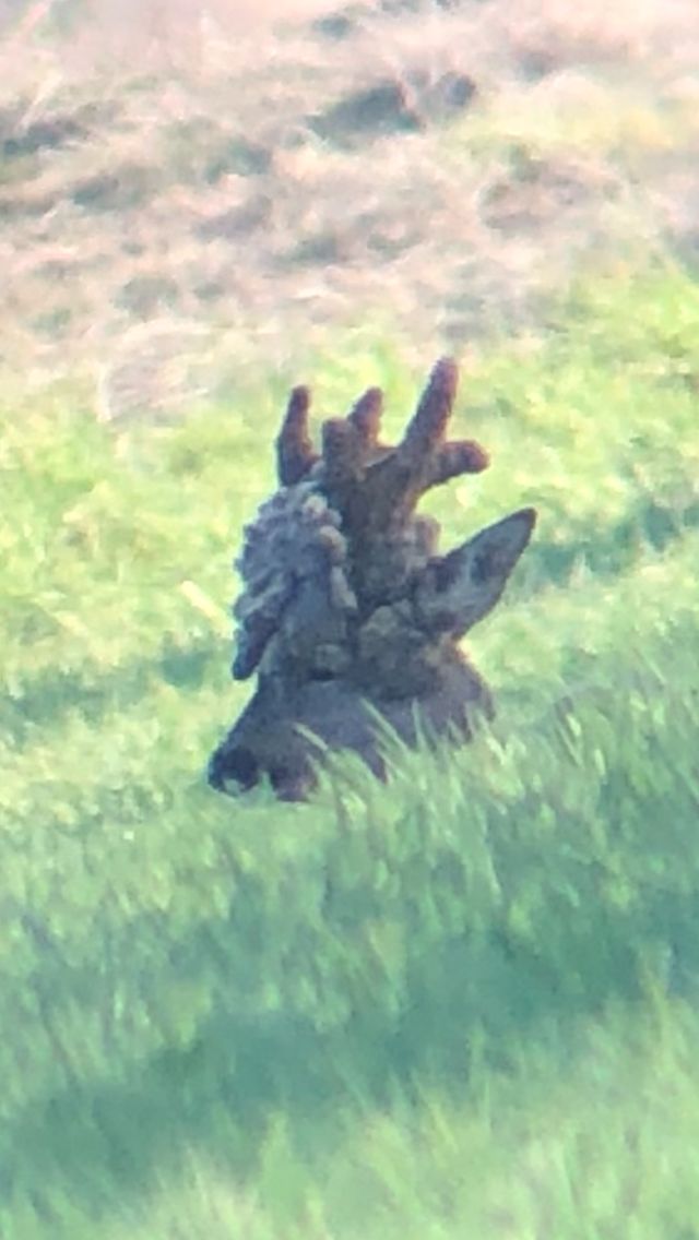 #corzo #peluca temporada pasada 
Un mes y empezamos