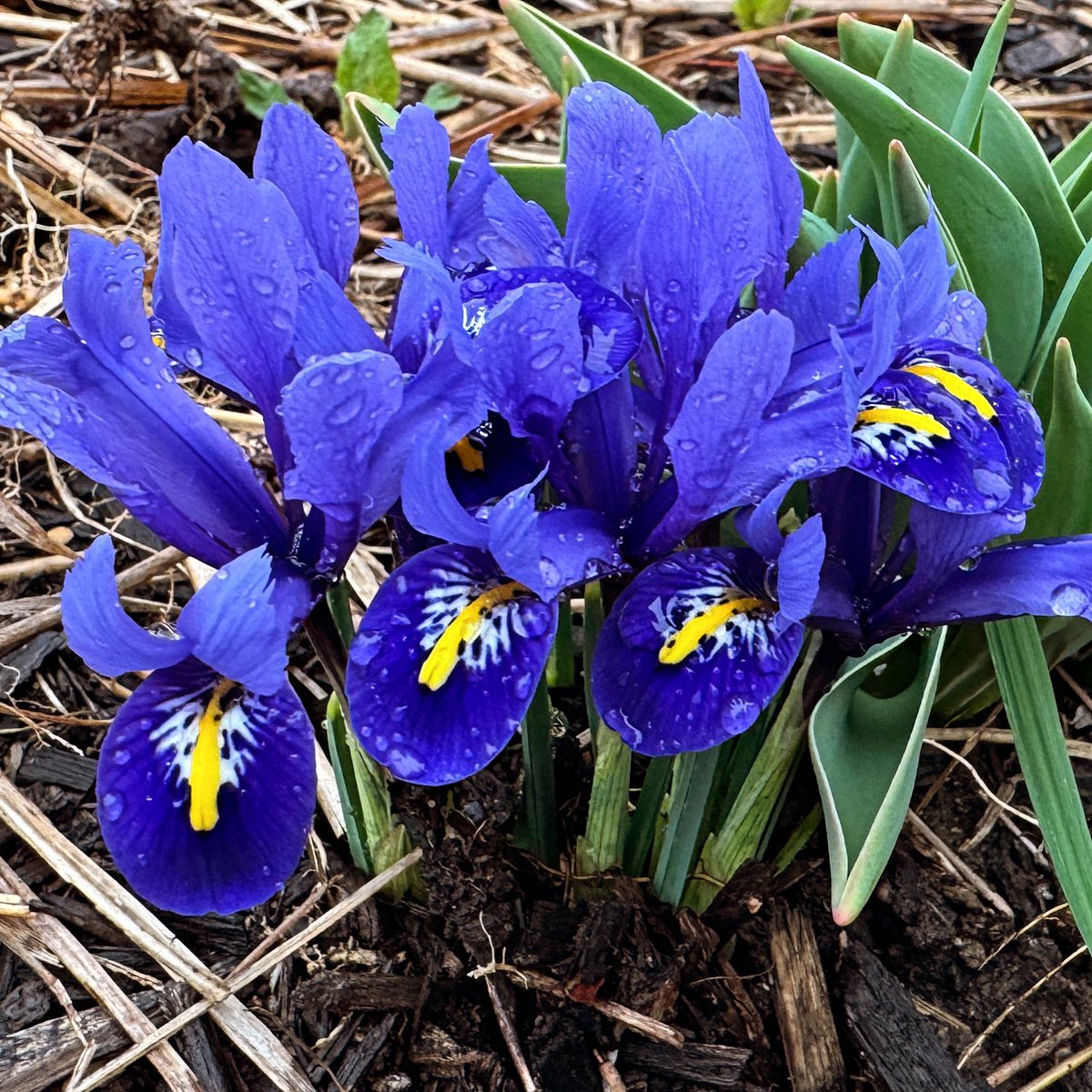 Dutch irises are blooming but frost and snow are coming tonight. 😩