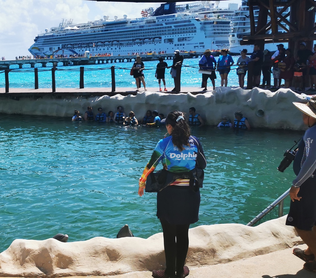 The cruise industry is the biggest offender of the swim-with captive dolphins industry. Many facilities- like the pictured #DolphinDiscovery Costa Maya- are only steps away from cruise posts: bit.ly/49Acohg

Photos received by submission