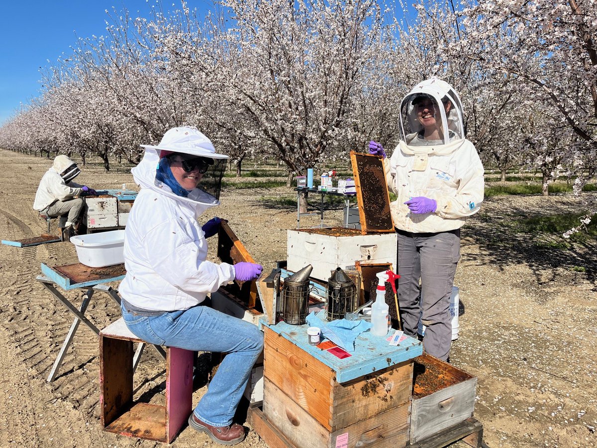 OSUHoneyBeeLab's tweet image. Our large USDA SCRI funded multi-state (OR, WA, CA and MS) project to address European foulbrood disease in honey bee colonies started successfully last week in California almonds. Fortunate to have the best teams working together to gather useful insights in the next four years.