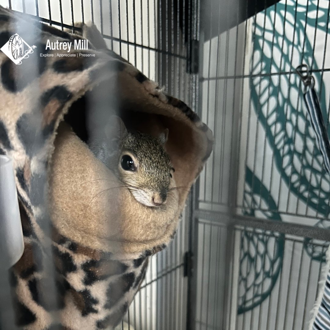 autreymill's tweet image. We're nuts about our Volunteer Days! The next time you can come earn your hours and explore the beauty of Autrey Mill! This Saturday 10-2!