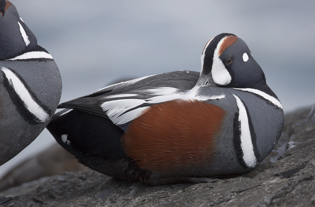 Robert DeCandido PhD tweet media