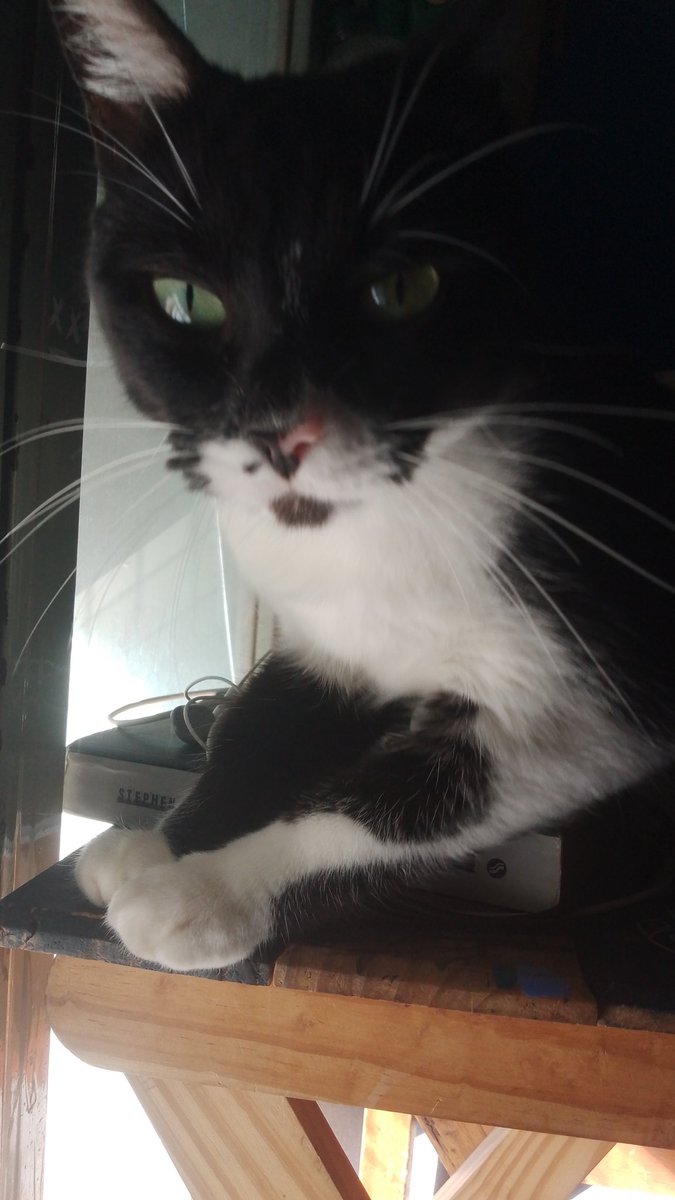321agam's tweet photo. mi leoncita https://t.co/TD0h2cx1w2