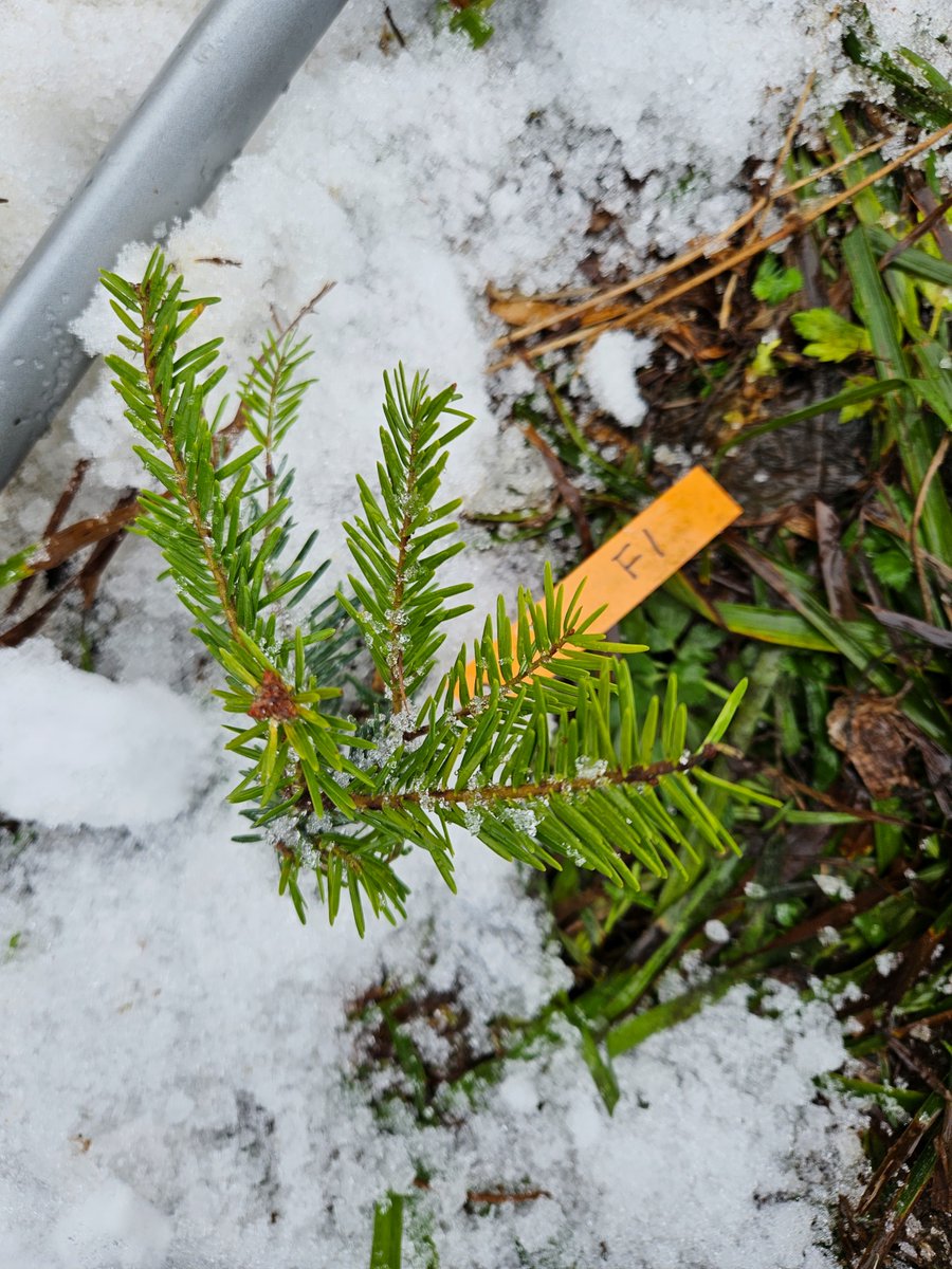 Rupert Seidl (@rupertseidl) on Twitter photo We have started the second leg of our snow-herbivory experiment this week. Approx. 200 tons / 400 m³ of snow moved from 500 seedlings. Great team effort by folks from <a href="/edfm_tum/">Ecosystem Dynamics and Forest Management TU Munich</a> and #BerchtesgadenNationalPark, <a href="/mazon_munoz/">Miguel Muñoz Mazon</a> <a href="/M_Maroschek/">Michael Maroschek</a> @_tobiasrichter @NicoleDrr1 and many others We have started the second leg of our snow-herbivory experiment this week. Approx. 200 tons / 400 m³ of snow moved from 500 seedlings. Great team effort by folks from <a href="/edfm_tum/">Ecosystem Dynamics and Forest Management TU Munich</a> and #BerchtesgadenNationalPark, <a href="/mazon_munoz/">Miguel Muñoz Mazon</a> <a href="/M_Maroschek/">Michael Maroschek</a> @_tobiasrichter @NicoleDrr1 and many others