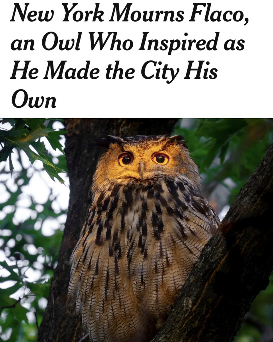 Episode 20 is LIVE and summed up perfectly here in just a few pictures. We had a lot of fun this week and hope you do too!
#pokemon #trainersguidepod #ashketchum #originalash #pikachu #butterfree #byebyebutterfree #indigoleague #pokémon #pokemoncards #pokemontcg #pokemoncommunity