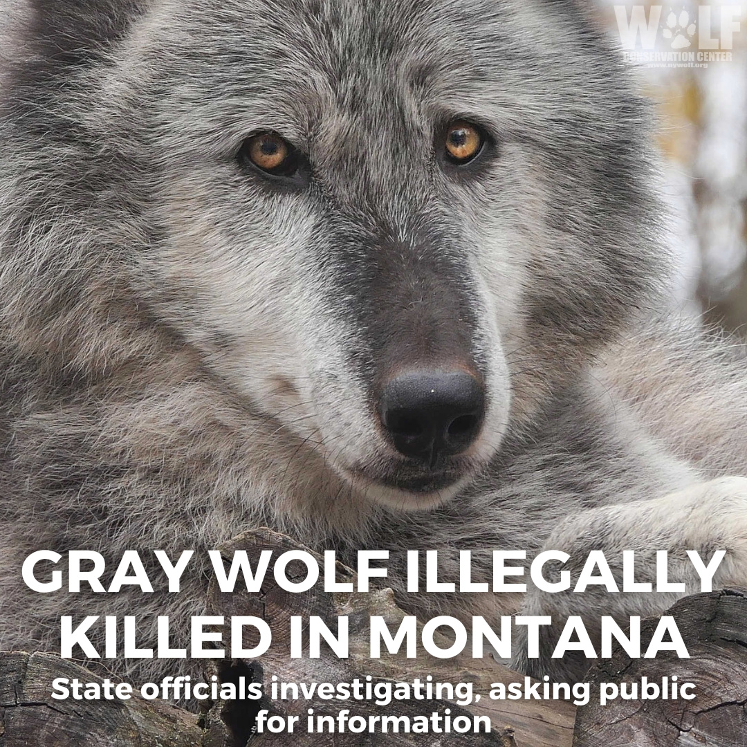 nywolforg's tweet photo. 🚨ATTN: A gray wolf was poached in MT in January + MT FWP is asking for help. Anyone with information is encouraged to call the FWP violation reporting hot line at 1-800-TIP-MONT.

More info: https://t.co/nz4y7WYmZb https://t.co/eeAds5bflG