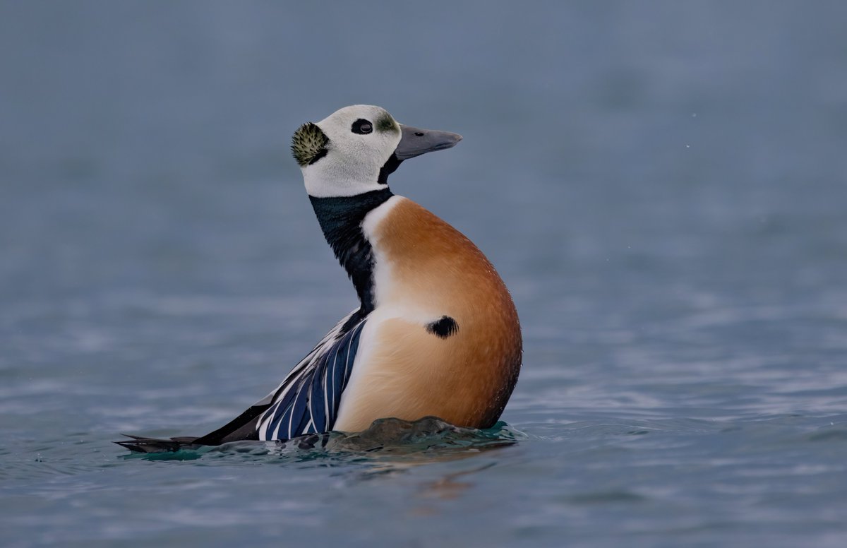 A stunning Stellar's Eider displaying in Batsfjord Harbour, Norway 😊