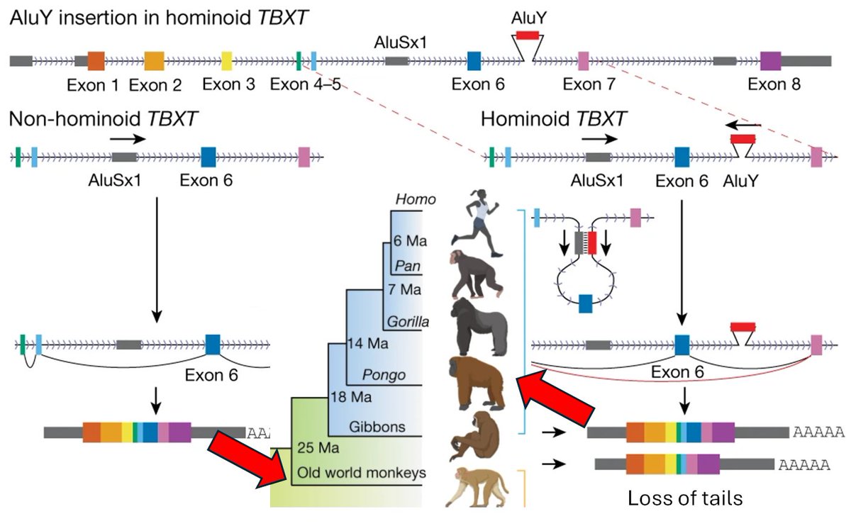 How did humans loose our tails? ~25 million years ago, a monkey in Africa had a random mutation due to transposable elements (TEs) - pieces of DNA that can copy themselves in the human genome. An Alu element was inserted into the intron of the TBXT gene, producing alternative…