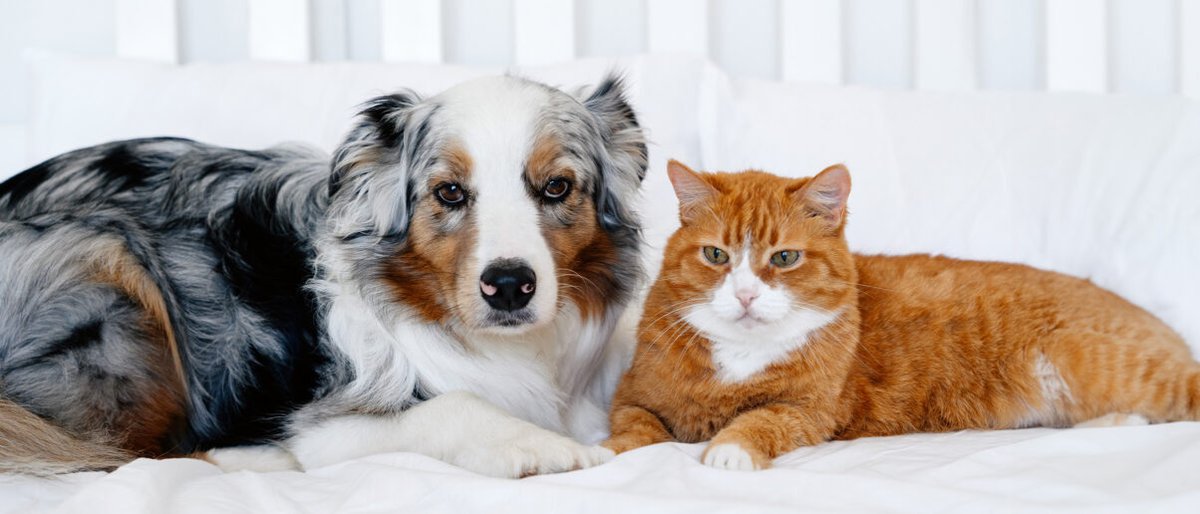 For the first time, Oregon ranks as the top state for animal protection laws! Oregon earned its top spot in the rankings because state lawmakers have led the way in passing important animal protection measures.
aldf.org/article/state-…