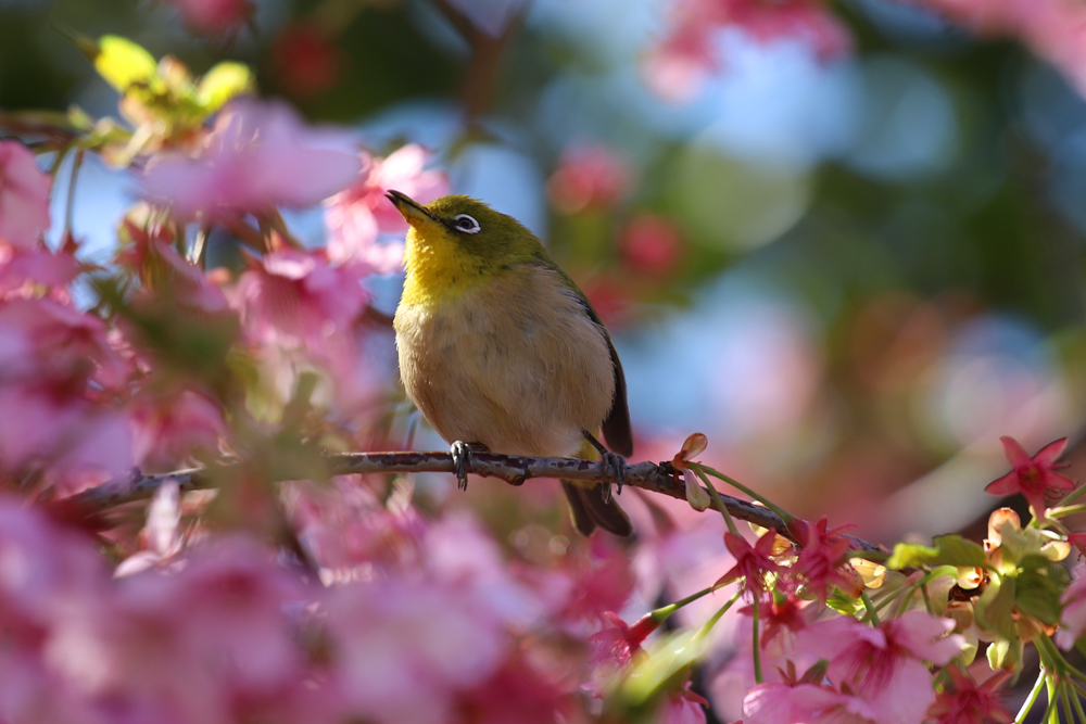 zepkit's tweet photo. Good Morning
Have a Good Day

おはようございます
良い一日をお過ごしください https://t.co/vWvCfN4YTs