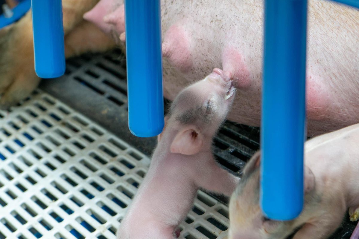 🌟🐷 Darla Welcomes 9 Piglets: Exciting Update from ACTC's Agriculture Program! 🐷🌟 Darla and her 9 piglets are thriving, thanks to the dedicated care of our Ag students. Keep an eye out for updates and upcoming videos documenting this incredible journey! 📸 #WeAreACTC