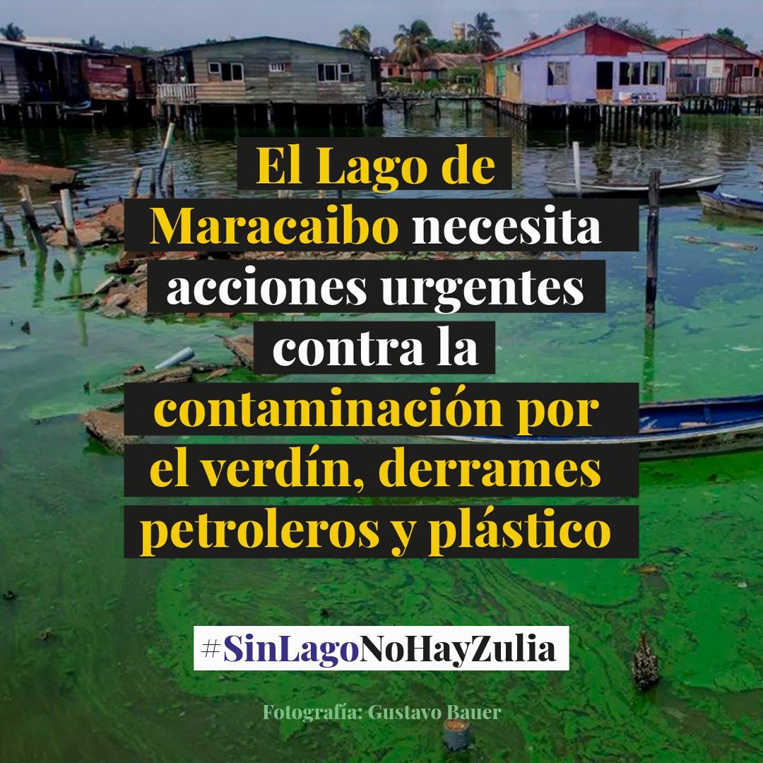 Codhez's tweet photo. El Lago de #Maracaibo alberga decenas de especies que hoy se encuentran en riesgo por la contaminación que lo asfixia a causa de:

🛍️  Desechos sólidos
 🛢️ Derrames petroleros 
🦠 Cianobacteria verdín

▪️ Lee nuestra alerta: https://t.co/u5Zf9uqeJA

#SinLagoNoHayZulia https://t.co/BmvlqitgZ5