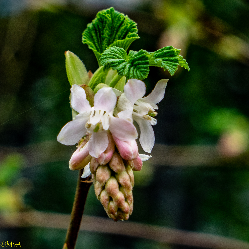 MaartenvanAtten's tweet photo. #Heesters, #sortiment. Heel heel voorzichtig begint deze #Ribes aan het #voorjaar. #Ribes_sanguineum. https://t.co/yZxR6VabBQ