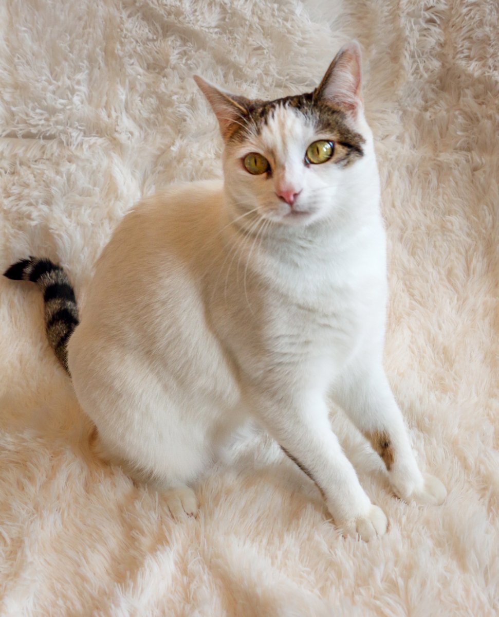 AdoptRescueCats's tweet photo. #SanFrancisco, CA: Hi, I'm BLANQUITA (CP), a happy &amp; playful kitty born in May 2020! I’m also easy-going and affectionate. I like to snuggle on laps and sleep on the foot of your bed. I'm good with other cats... https://t.co/pGcOfO0NRQ

#adoptdontshop #BayArea #cats #California https://t.co/64uAtxVpgs