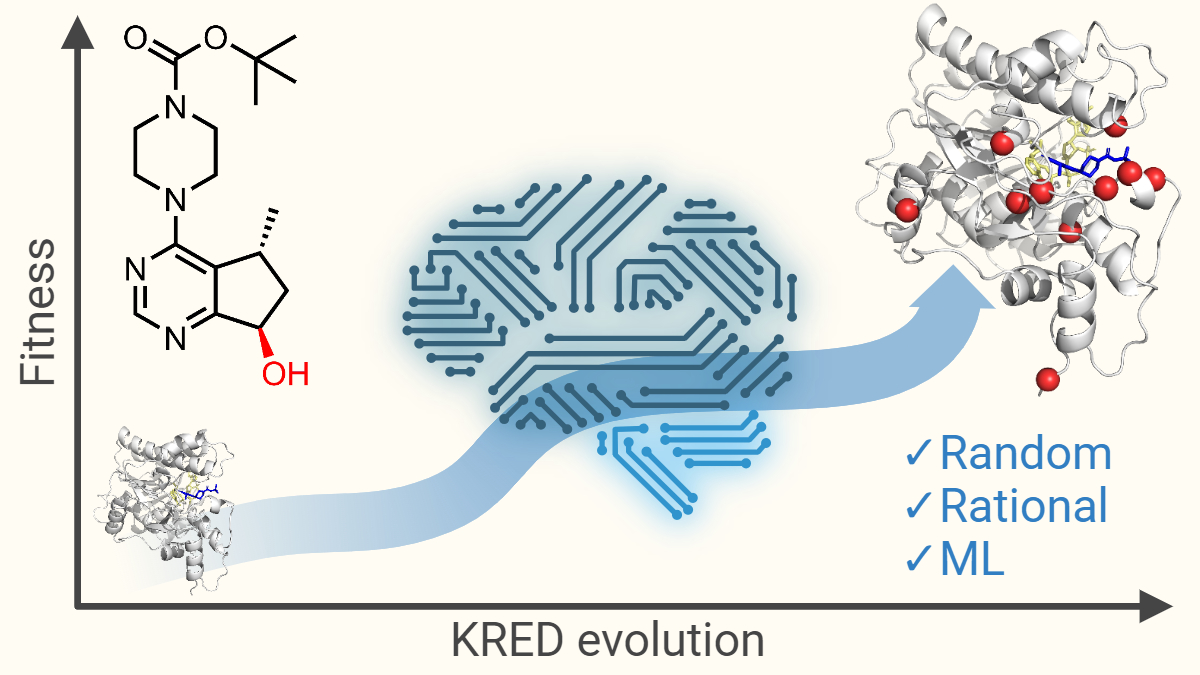Rebecca Buller (@rebeccambuller) on Twitter photo With smart engineering techniques, we boosted ketoreductase activity for ipatasertib precursor synthesis by 64-fold. Algorithmic help shrunk library size, ensuring efficiency. Result? ≥98% conversion rate with 99.7% de!🌿🧪
👉rdcu.be/dzTZN
<a href="/CommsChem/">Communications Chemistry</a> <a href="/NCCR_Catalysis/">NCCR Catalysis</a> With smart engineering techniques, we boosted ketoreductase activity for ipatasertib precursor synthesis by 64-fold. Algorithmic help shrunk library size, ensuring efficiency. Result? ≥98% conversion rate with 99.7% de!🌿🧪
👉rdcu.be/dzTZN
<a href="/CommsChem/">Communications Chemistry</a> <a href="/NCCR_Catalysis/">NCCR Catalysis</a>