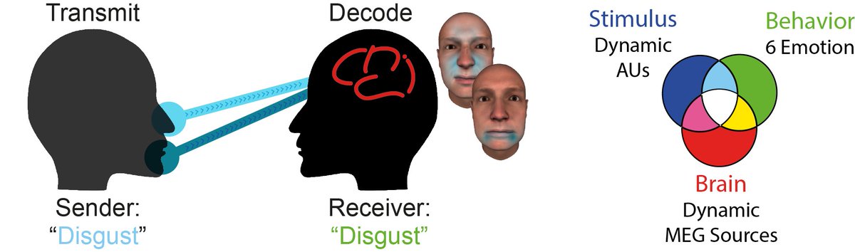 Excited to present our @SchynsPhilippe work 'A Third Pathway Dynamically Represents, Communicates and Integrates Facial Action Units for Emotion Categorization' at #AffectScience2024 (P1.C.27, 1 March, 18:35) w/ @JiayuZhan Oliver Garrod @chaona_chen @drrobinince @rachaelejack