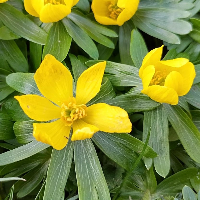 Winter Aconite, not a native species but like the Snowdrop a garden escapee which can be found in part shade in the wild. A good source of nectar for pollinators, whilst food is scarce. @NlandNP #pollunators #winterflowers