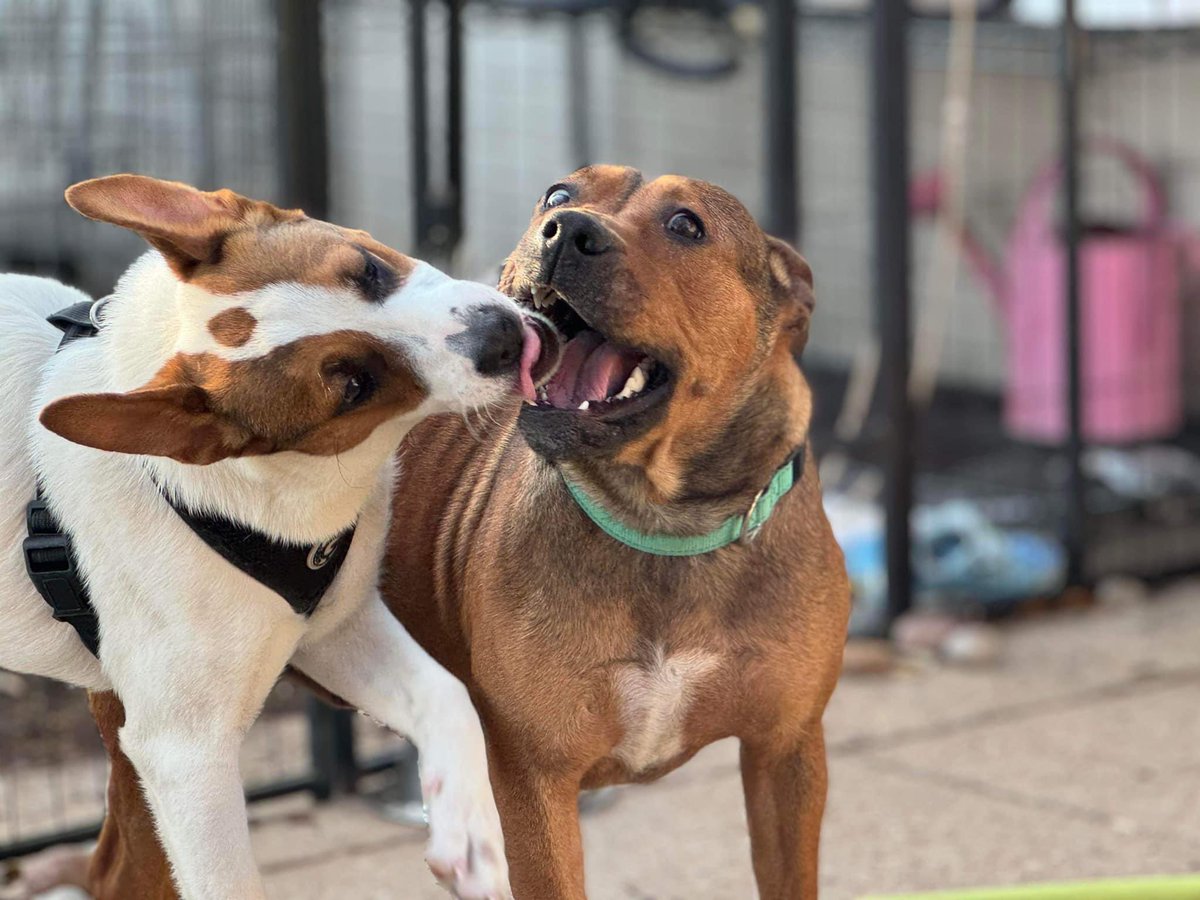 Land Seal Extraordinaire, Samoa Cookie, is having a blast with a furry friend. Things we’ve learned about Samoa: - dog friendly - kid friendly - crate trained - potty trained - rides well in the car