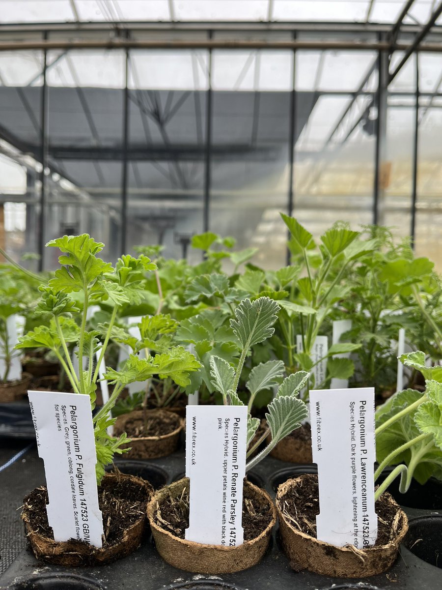 Fibrex Nurseries (@fibrexnurseries) on Twitter photo Our first batch of customer orders about to go out the door! Let the season begin… ❤️🌸🎉 Our first batch of customer orders about to go out the door! Let the season begin… ❤️🌸🎉