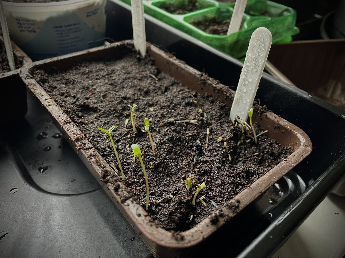 In between the craziness, that is politics, this is what brings me #joy… My own seed that I saved from last year - germinating, and reminding me that spring is not far away! 🌱 #ILoveMyGarden #TagetesCinnabarDixter