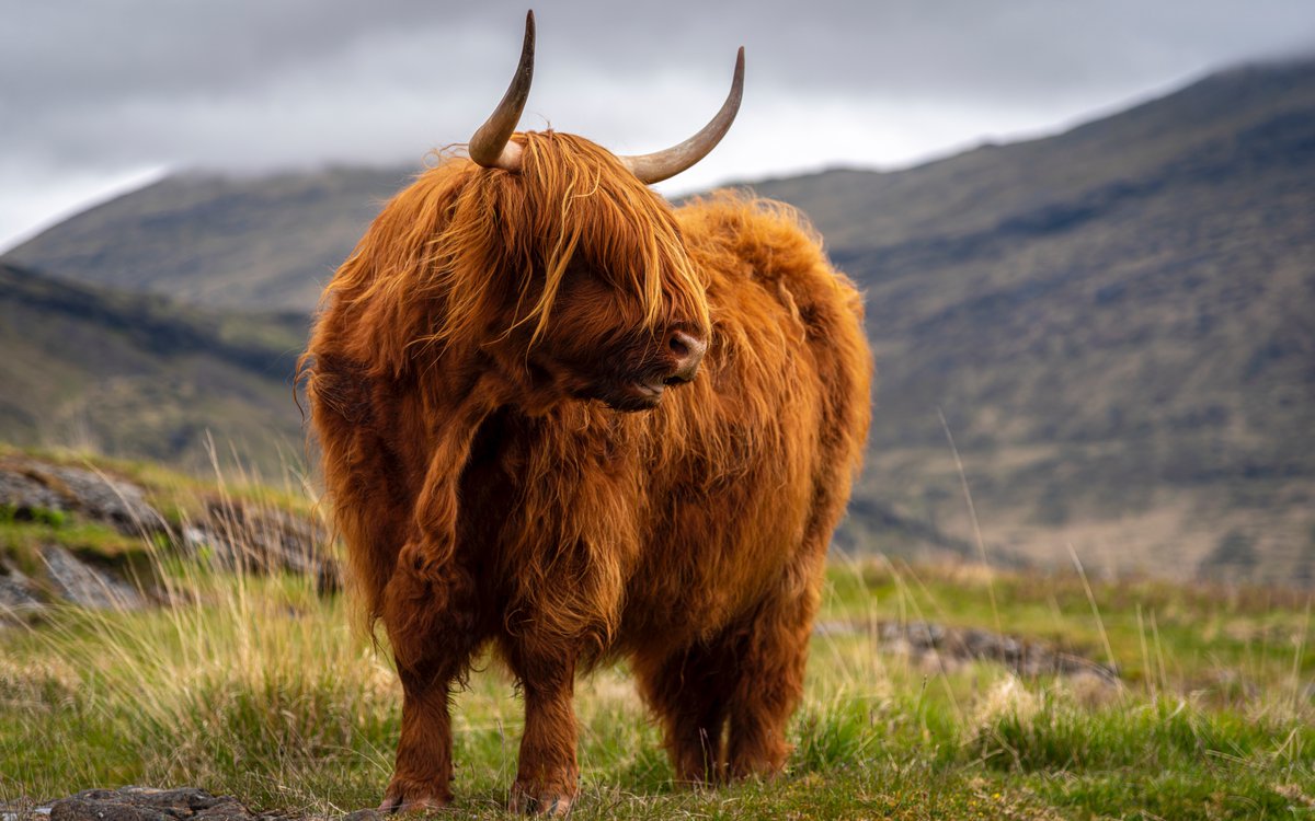 📍Isle of Mull, United Kingdom

The #HighlandCattle is a breed of Scottish cattle that are often referred to as the 'gentle giants' of Scotland, as they're well-known for their exceptional temperament.

📸: Glen Wilkin

#Scotland #highland #cattle