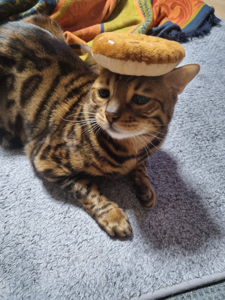 Davinci_Cat_'s tweet photo. 도넛 모자 https://t.co/PysOmFUtkT