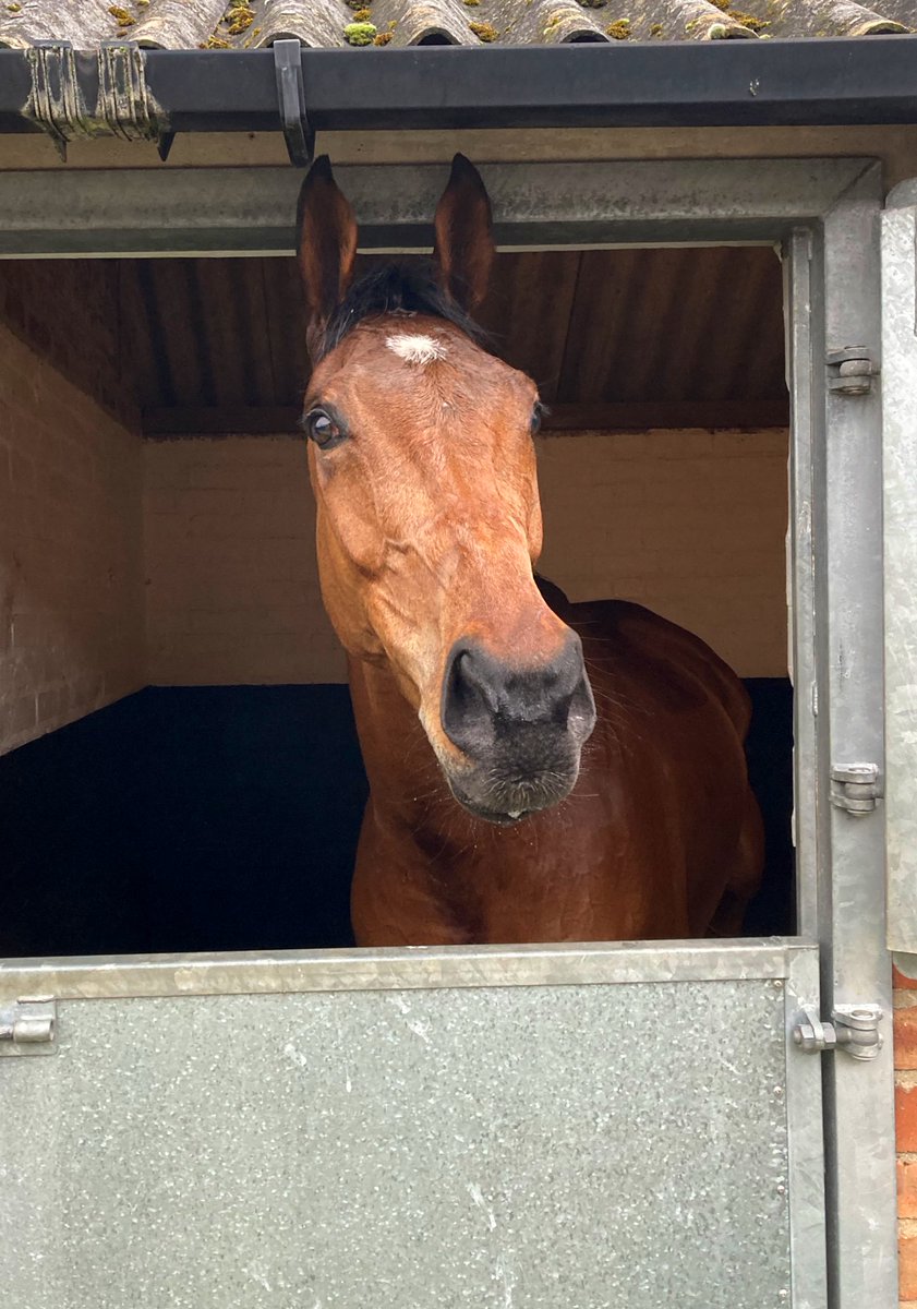 How proud are we of this horse 💙🥰 Stellar Stream, winner of the North Wales National 🏆