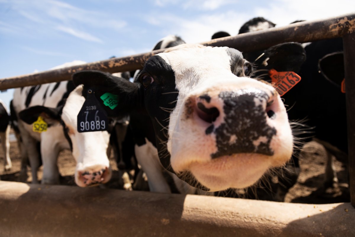 Did you know....

Disease in beef cattle can increase GHG emissions by up to 113%!

Through vaccination, good nutrition and veterinary expertise - we can stop disease.

Healthier animals are more sustainable animals.