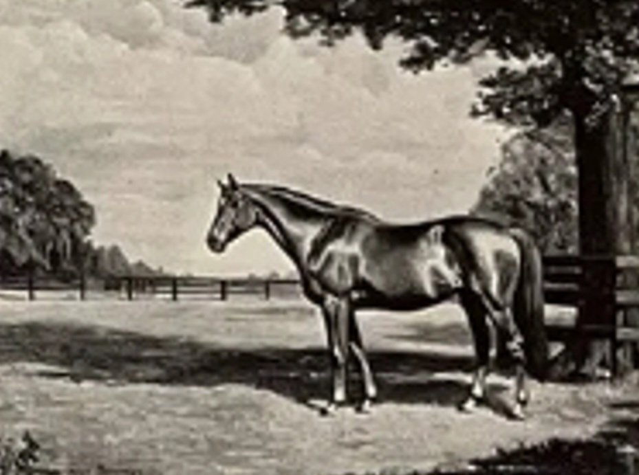 HORSERACING1002's tweet image. HELOISE🇺🇸1925
(FRIAR ROCK - AFFECTION BY ISIDOR)#Heloise
B/ Hamburg Place (Ky) 1925
14-1-0-1---$1,050
Dam Baron Jack(Stimulus), Belle Heloise(Menow), Boy Knight (Sir Gallahad III), Brittany (Stimulus), Dinner Date (Stimulus), Francesco(Jacopo), Grail Bird (Sir Gallahad III),