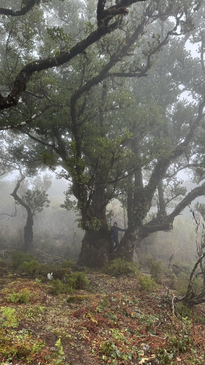 #Madeira #Fanal #Laurissilva 😍 <a href="/Madeira/">Madeira Island</a> <a href="/madeira_islands/">Madeira Islands</a>