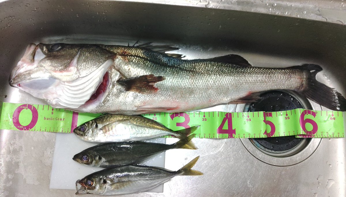 chakapoco911's tweet photo. 【本日のお魚さん🐟️】

新しい釣竿を手に入れてから早数日…
やっと…
やっと釣りに行けた！
＼(ToT)／

久しぶりの場所にて
60分一本勝負開始！

結果…

鱗付け成功！
＼(￣▽￣)／

今宵は満足じゃ！
(￣∀￣)b

#釣り #おかっぱり #横浜 #アジ #スズキ #フエルコ #Huerco https://t.co/GcRFgeJLky