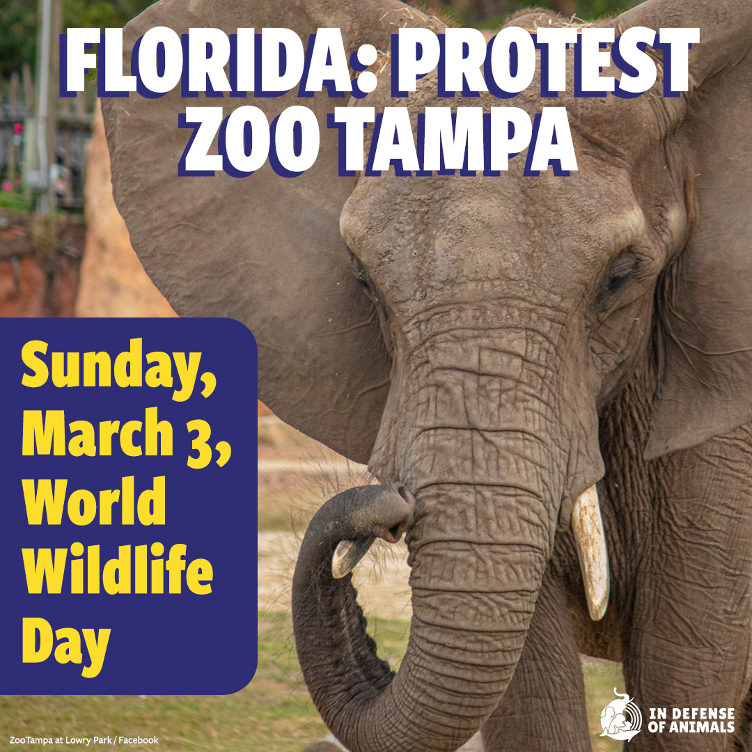 Tampa, Florida Residents: Join In Defense of Animals and Solutionary Species on March 3, #WorldWildlifeDay to protest at Zoo Tampa. Speak out for imprisoned elephants, especially the lone bull Sdudla: bit.ly/4bSqZGY Pls RT and support our work: bit.ly/3Pn9tkH