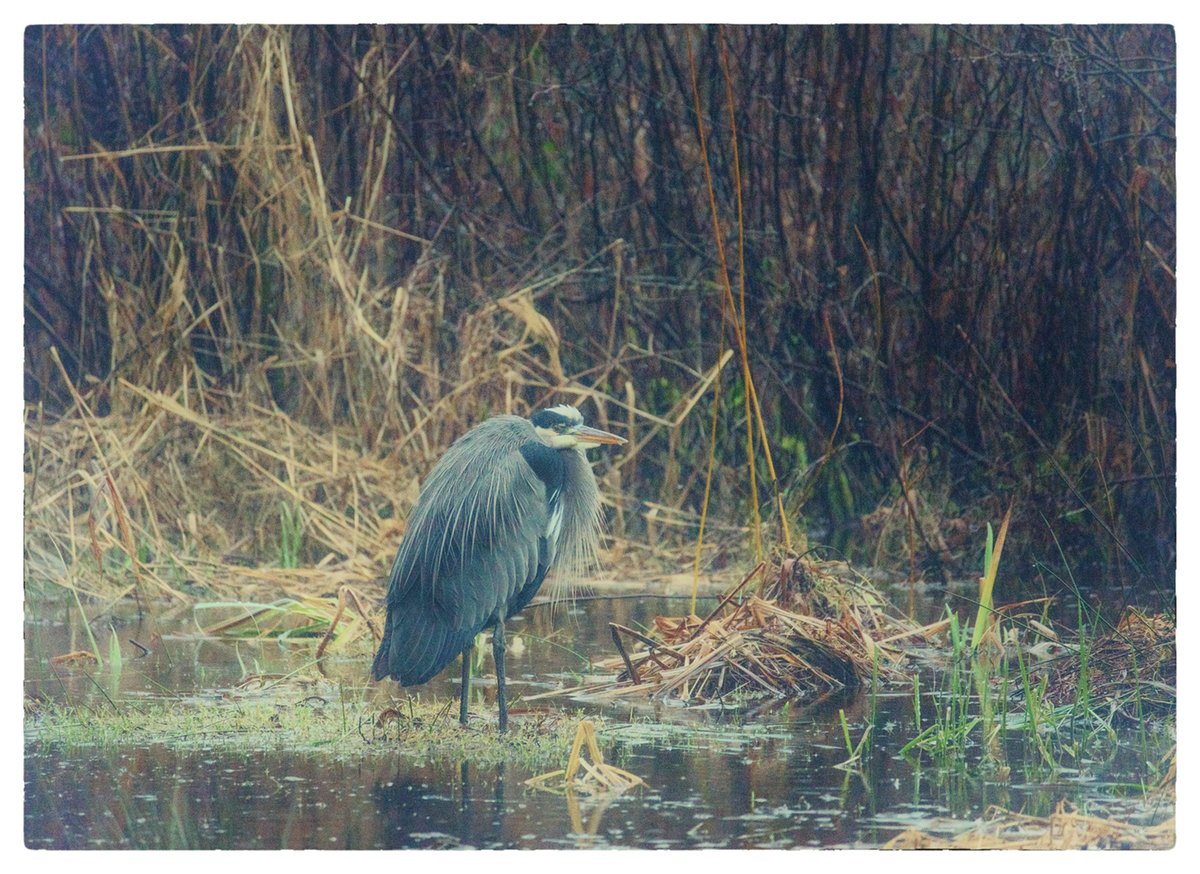 Hi Gang!  Today's #Photography challenge is #foggy and /or #rainy day capture. Please share your best shots so we can inspire and encourage each other. Have a safe and productive day out there! #VancouverBC #Canada #StanleyParkBC #GreatBlueHeron #seawall #inlet #pond