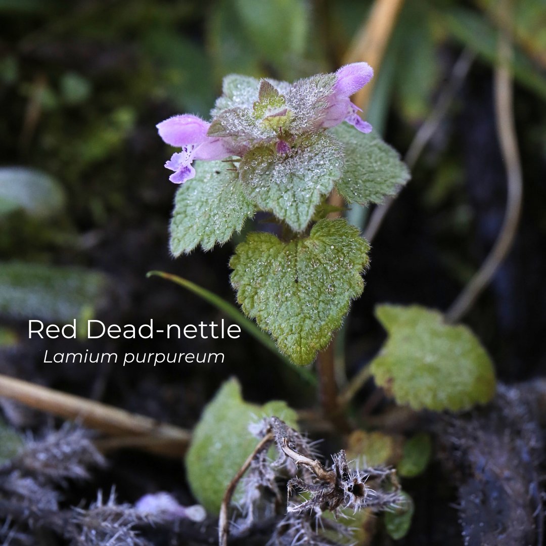 Red Dead-nettle is quick to get going in the spring. A member of the Mint Family. It's a dead nettle because it doesn't sting! #reddeadnettle #wildlife